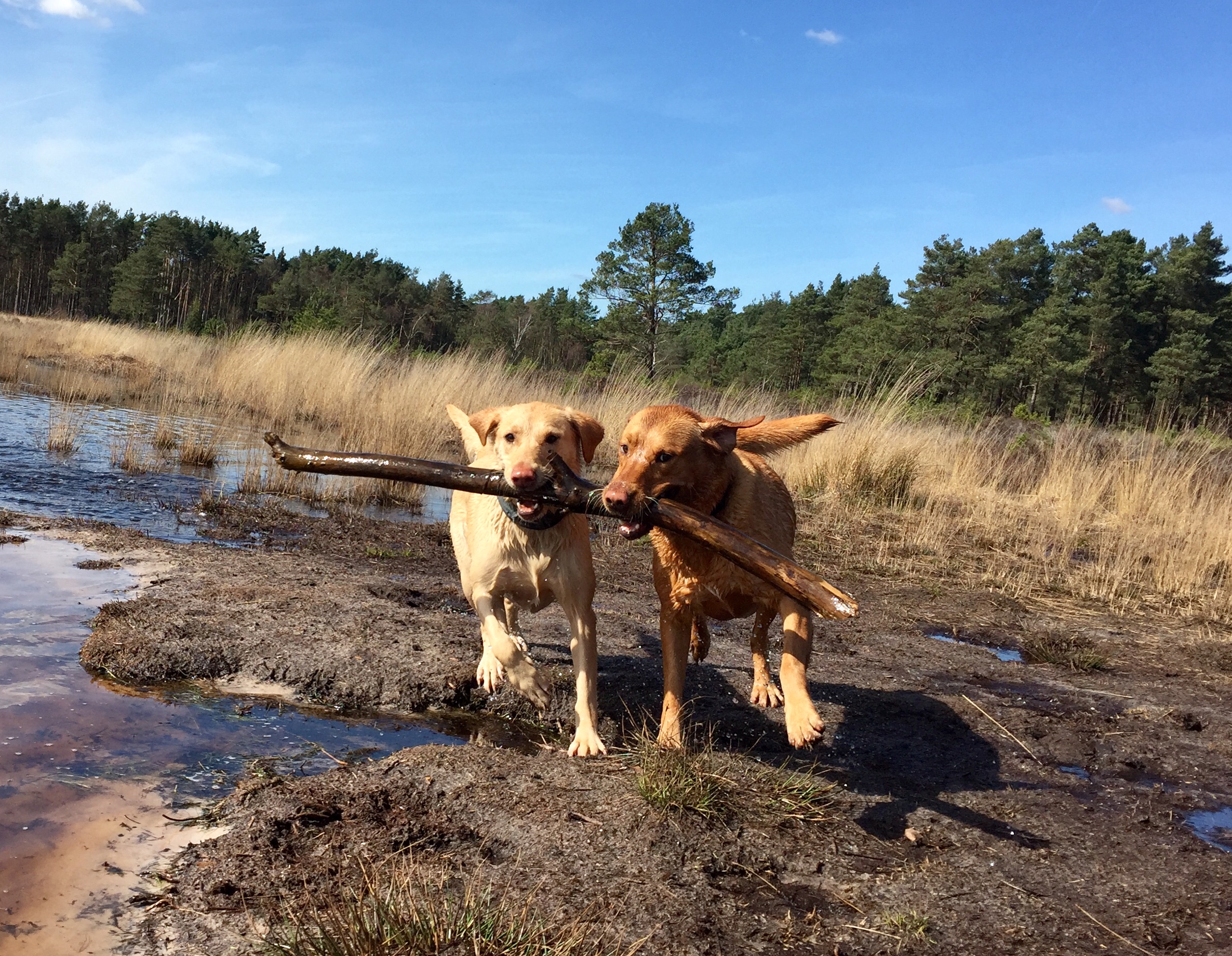 Darcie & Maggie 1 Paws in the Pink - two dogs having fun
