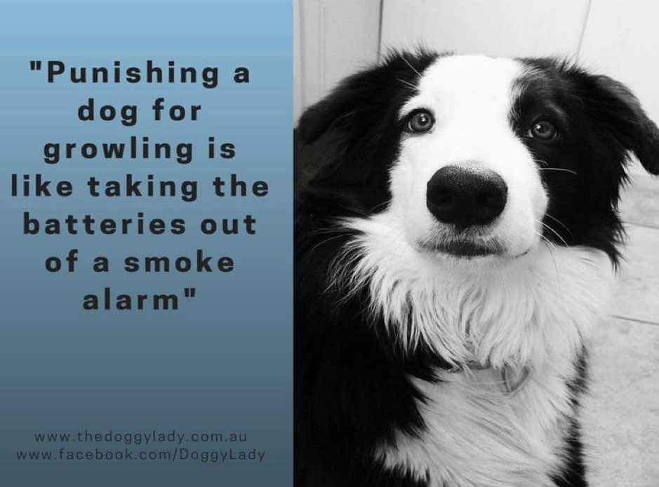 collie an image summing up Kiri's phiilosophy